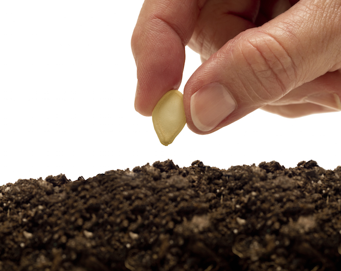 Hand planting a seed