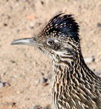 Road Runner - Beep Beep!