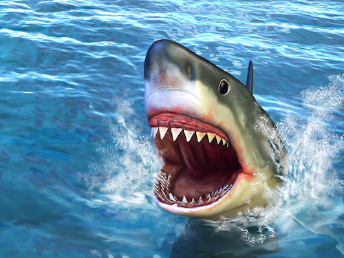 Shark showing his teeth