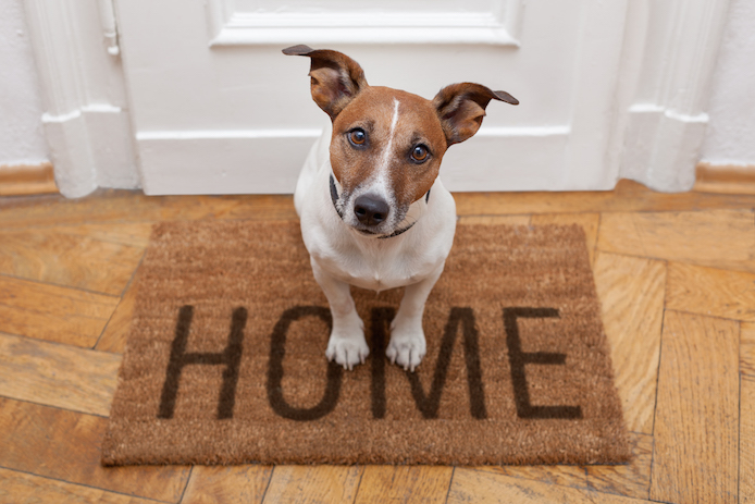 dog on welcome home mat